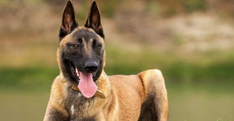 12 protector dog breeds with instincts so strong owners instantly feel safer dog news