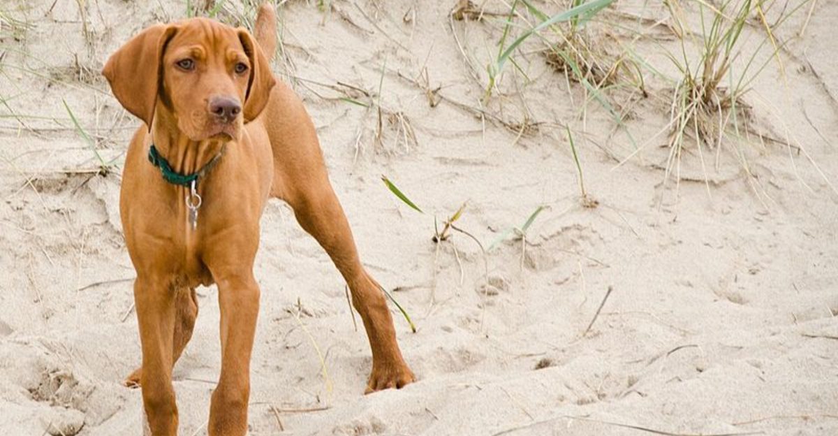 12 speed driven dogs that can outrun almost anything