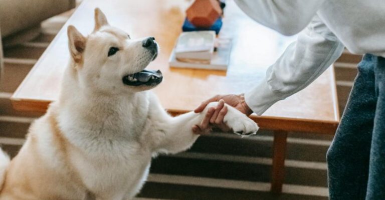 12 strong minded dog breeds that refuse to be controlled easily dog news