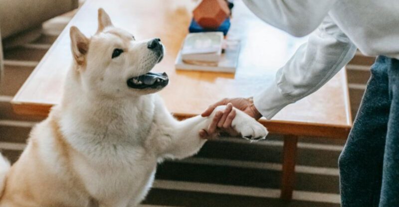 12 strong minded dog breeds that refuse to be controlled easily