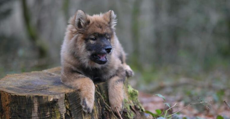 12 stunning spitz dog breeds that dog lovers cant get enough of dog news