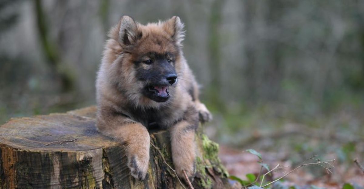 12 stunning spitz dog breeds that dog lovers can’t get enough of