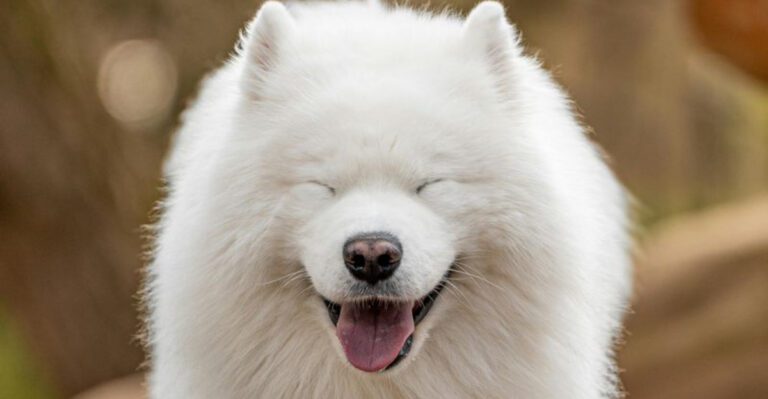 13 adorable dog breeds that look like real life teddy bears dog news