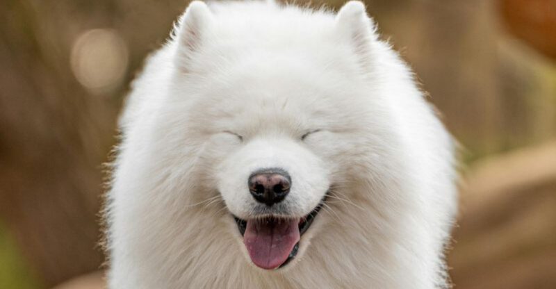 13 adorable dog breeds that look like real life teddy bears