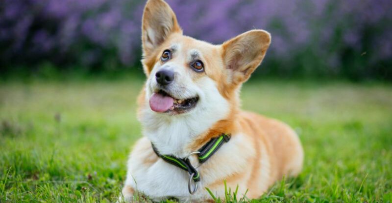 13 adorable dogs animal experts say people instantly fall in love with