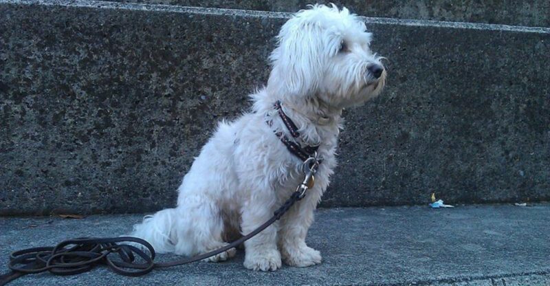 13 affectionate dog breeds that become attached surprisingly fast