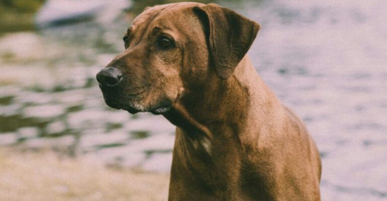 13 athletic dog breeds perfect for nonstop adventure dog news