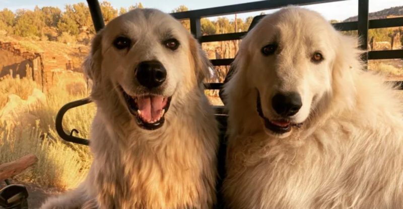 13 calm looking dogs with instincts so sharp they can read a room instantly