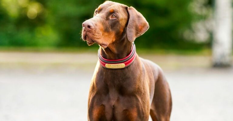 13 cooperative dog breeds that prove training doesnt always have to be a battle dog news