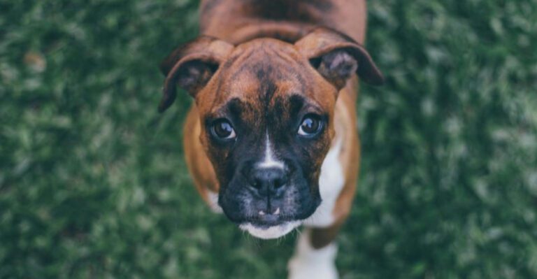 13 deeply attached dog breeds that bond so hard it changes daily life dog news