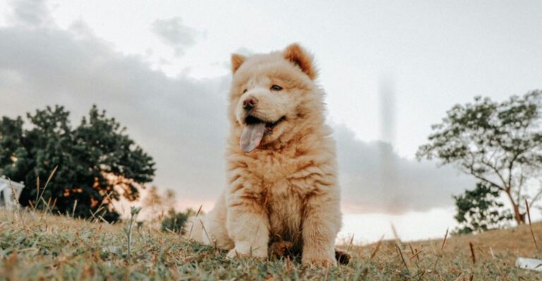 13 difficult dog breeds that test patience consistency and experience daily dog news