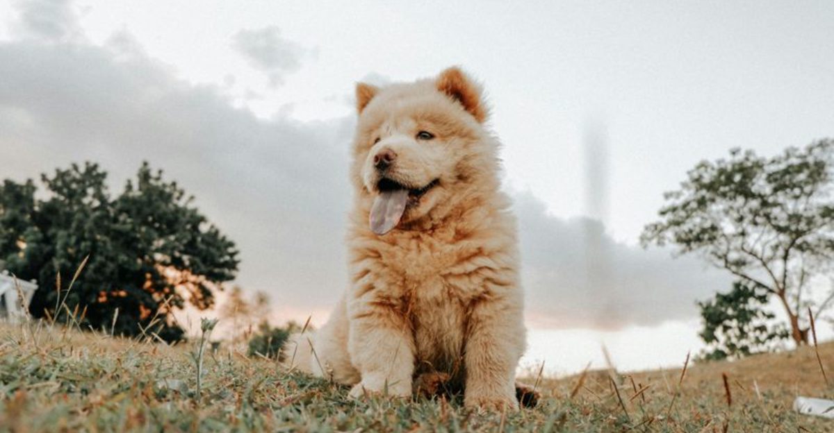 13 difficult dog breeds that test patience consistency and experience daily