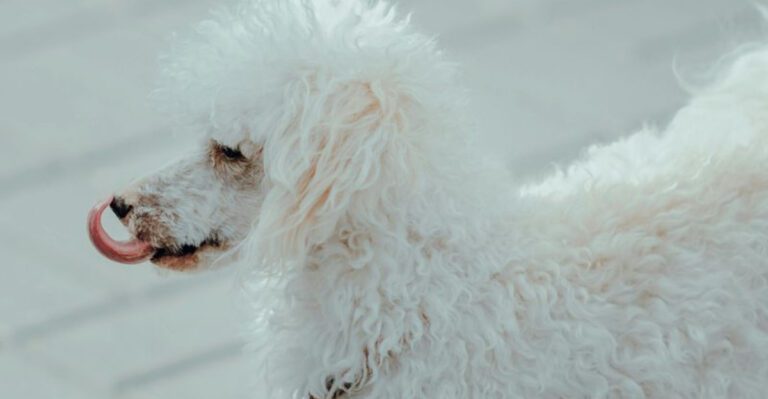 13 dog breeds known for reliable off leash behavior dog news