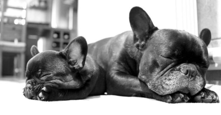 13 dog breeds known for their high adoption and ownership costs dog news