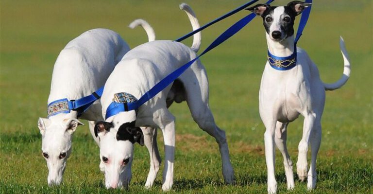 13 dog breeds people never fully appreciate until one completely steals their heart dog news