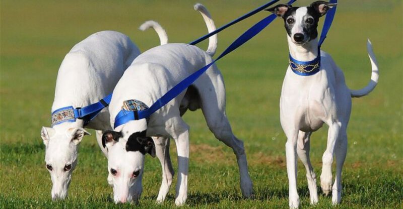 13 dog breeds people never fully appreciate until one completely steals their heart