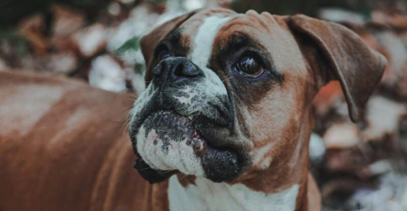 13 dog breeds people underestimate until they live with one