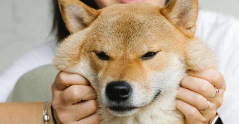 13 dog breeds so cat like they confuse first time owners constantly dog news