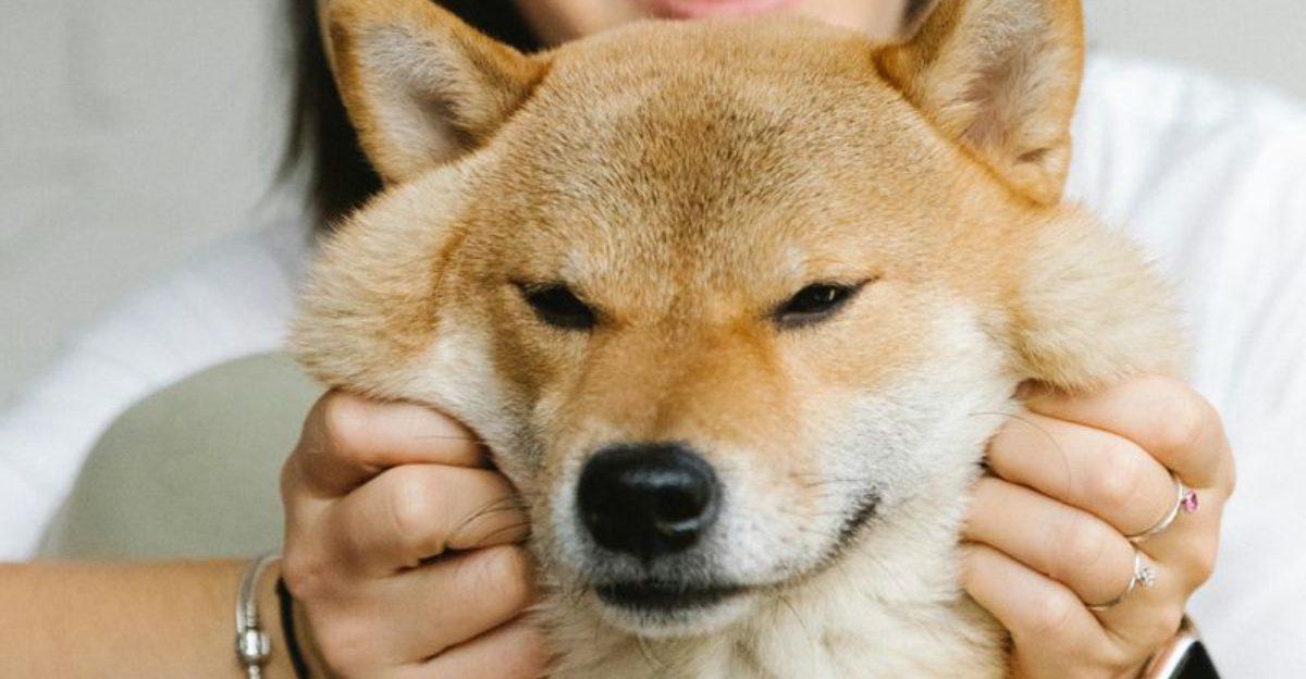 13 dog breeds so cat like they confuse first time owners constantly