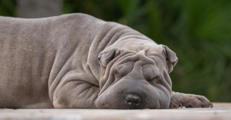 13 dog breeds whose stomach issues can shock new owners