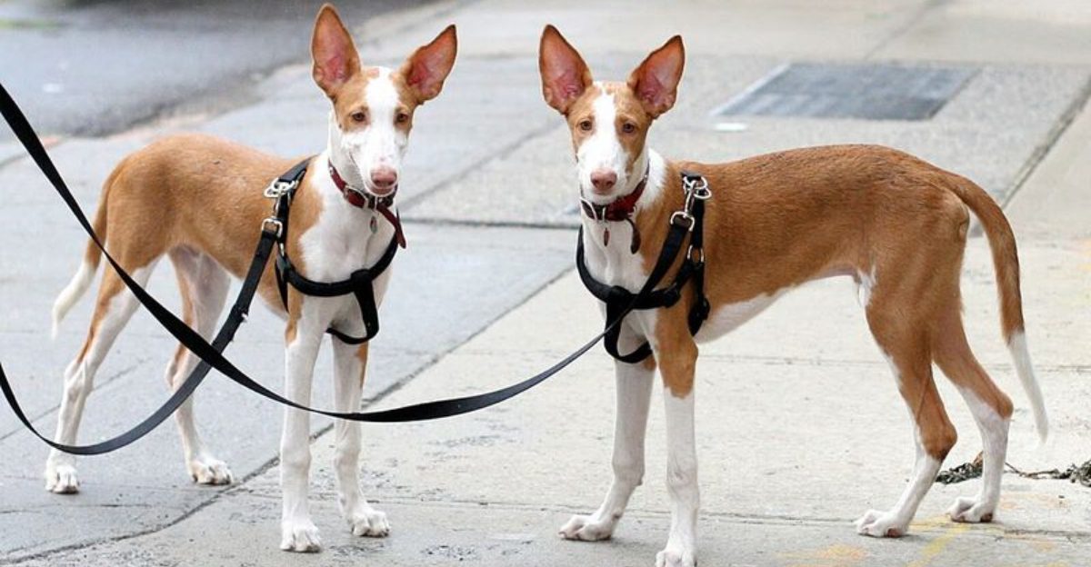 13 dog breeds with truly exotic looks and backgrounds