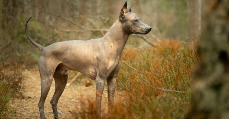 13 dogs mocked for their looks but loved more than ever dog news