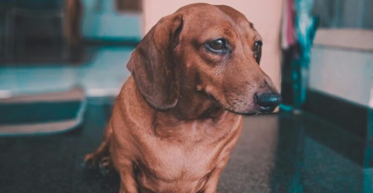 13 dogs that act like they always have something to say dog news