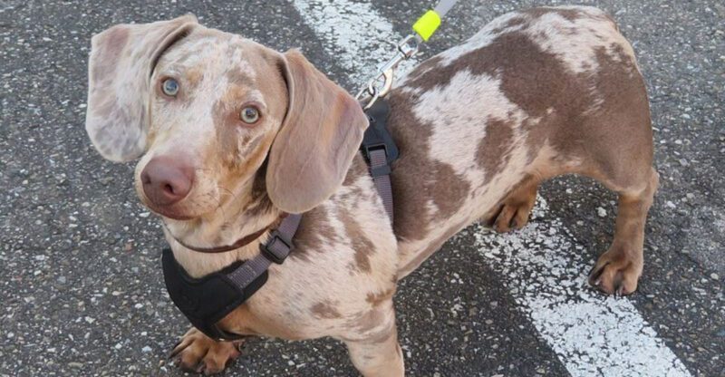 13 dogs that form intense pack bonds with their humans