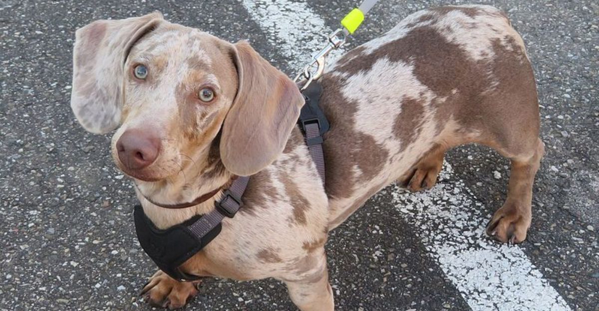 13 dogs that form intense pack bonds with their humans