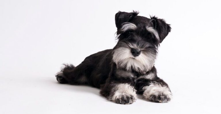 13 dogs that patrol your yard like pest control experts dog news