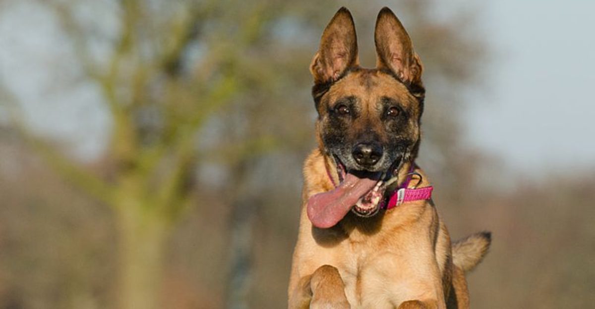 13 dogs that will scare strangers but love their families endlessly
