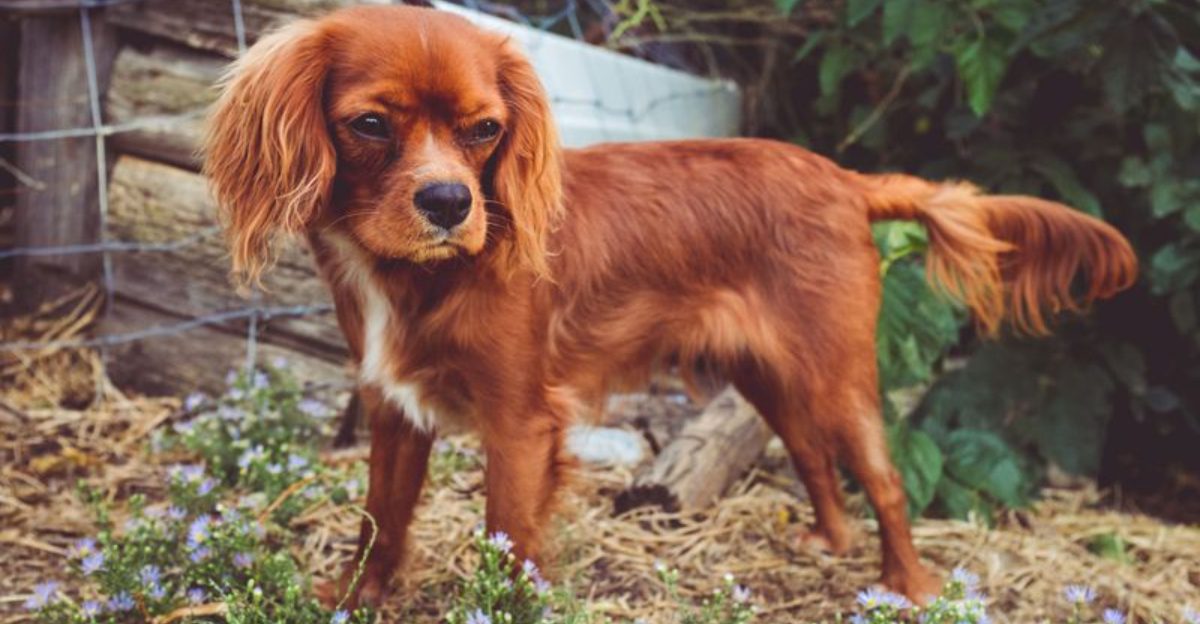 13 easy-to-live-with dog breeds people quietly adore