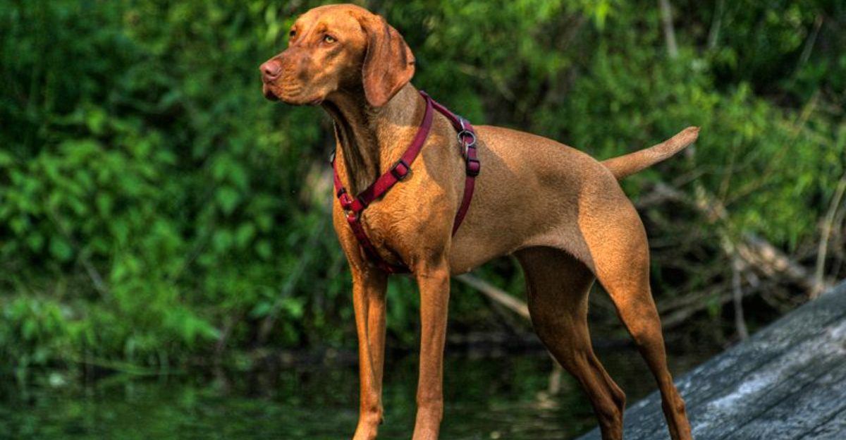 13 emotionally tuned in dogs that instantly change behavior when you whisper