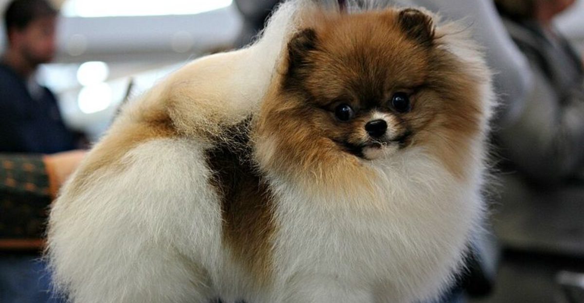 13 fluffy dog breeds that create nonstop fur around the home