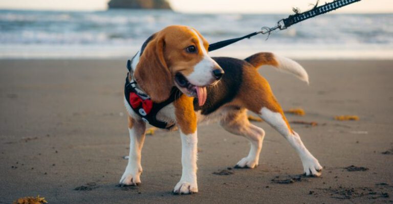 13 forever young dog breeds owners say rarely slow down completely dog news