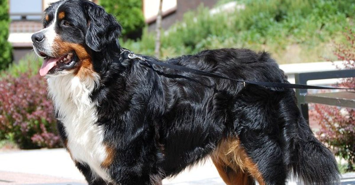 13 giant dog breeds that completely change life at home plus expert tips owners need 1