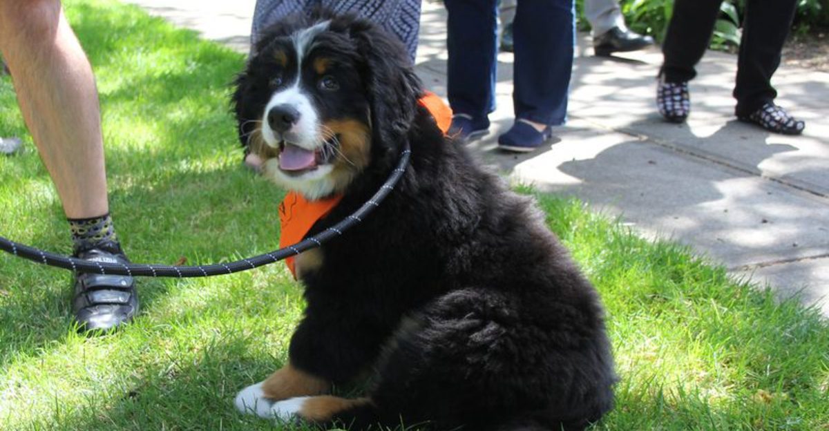 13 giant dog breeds that completely change life at home – plus expert tips owners need