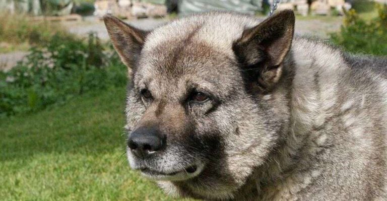 13 gorgeous dog breeds from different parts of the world dog news