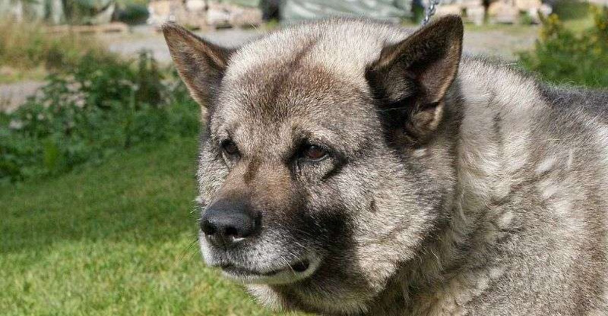13 gorgeous dog breeds from different parts of the world