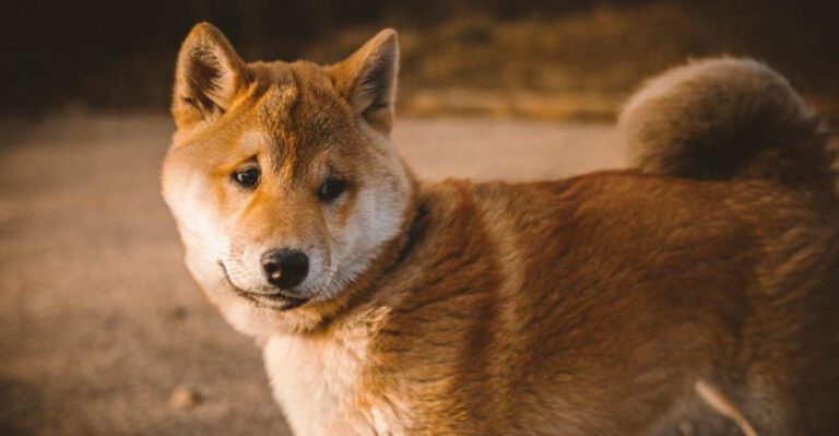 13 hilariously judgmental dogs that somehow make disappointment look personal dog news