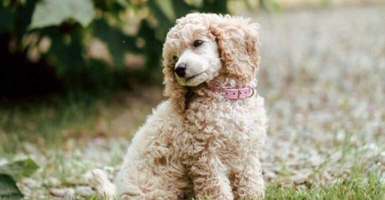 13 incredible dog breeds trusted for therapy and service work dog news