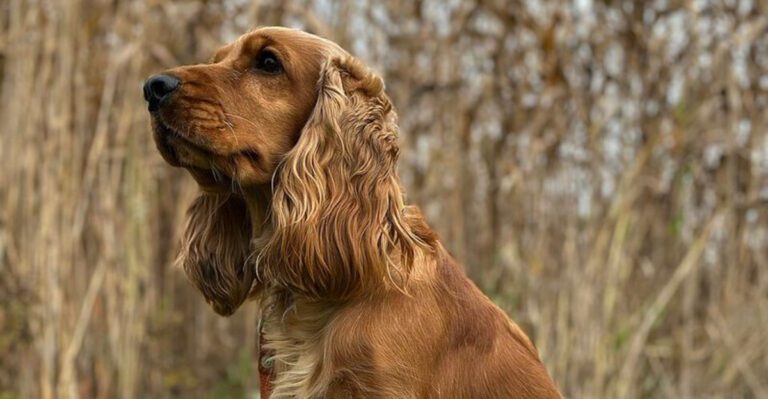 13 incredibly affectionate dog breeds that love harder than most people do dog news