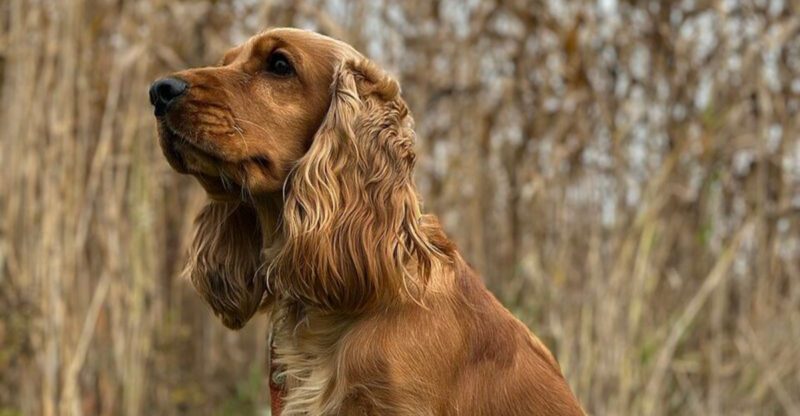 13 incredibly affectionate dog breeds that love harder than most people do