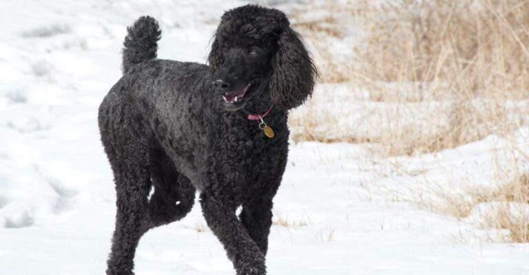 13 large dog breeds that make shedding one less problem dog news