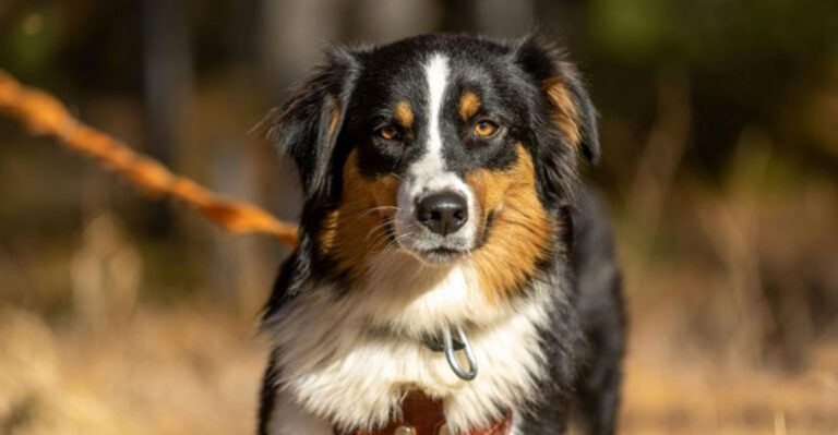 13 perfectly balanced mid size dog breeds Americans are obsessed with right now dog news