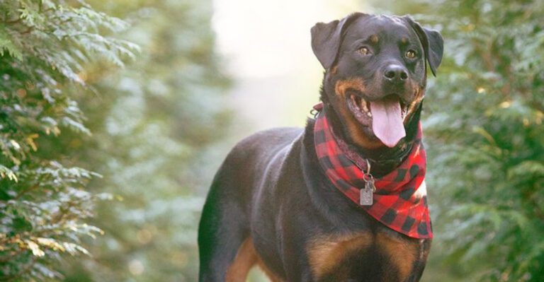 13 powerful dogs that never stop watching for danger dog news