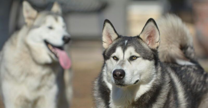 13 reactive dog breeds that need careful introductions with pets