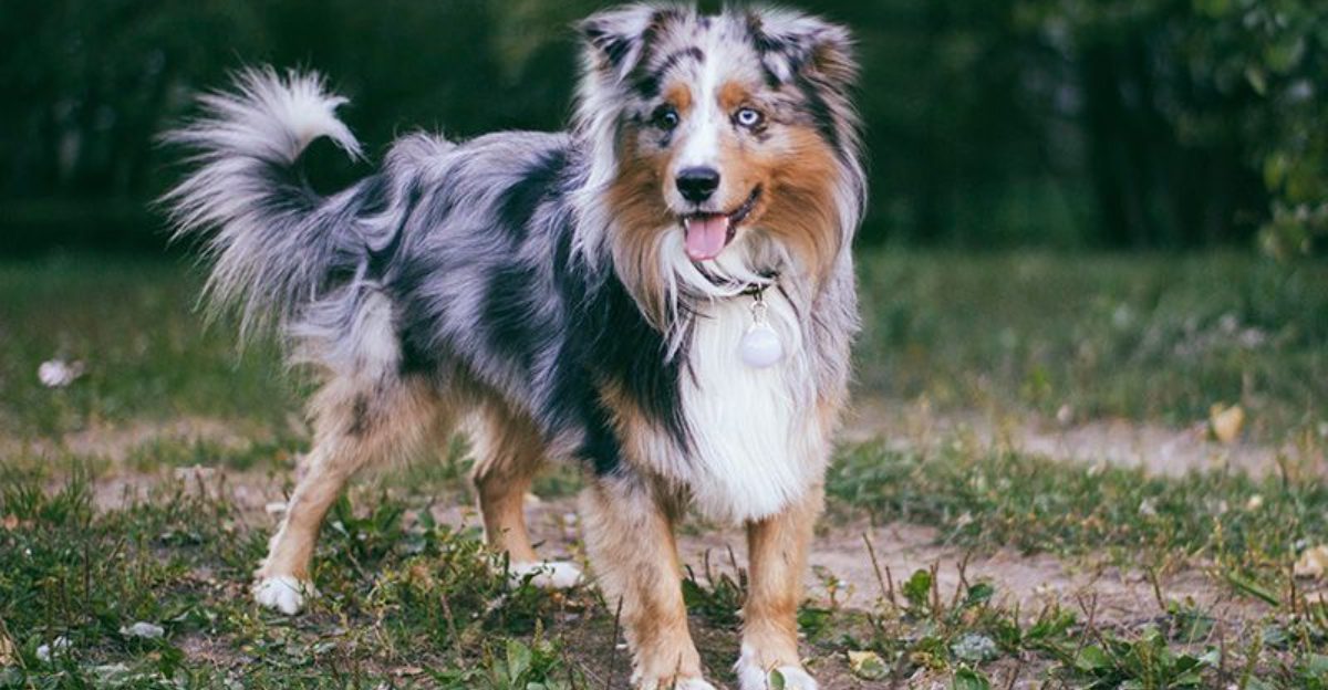 13 stunning American dog breeds that fit beautifully into family life