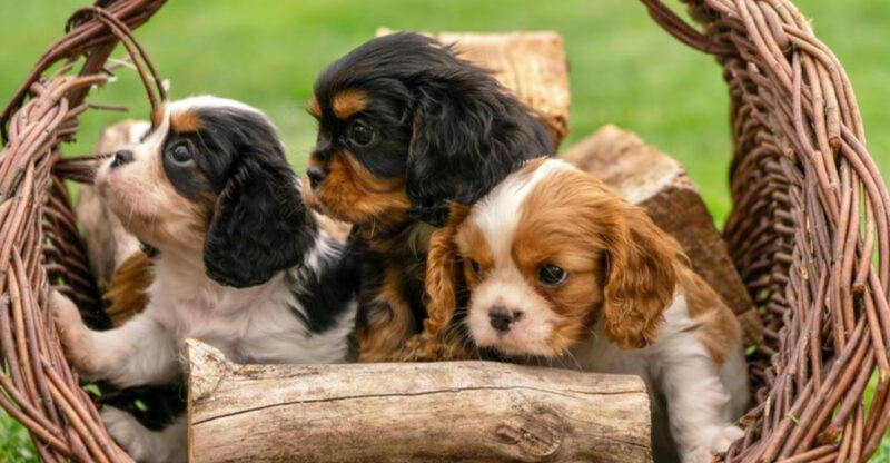 13 tiny companion dogs people instantly fall emotionally attached to