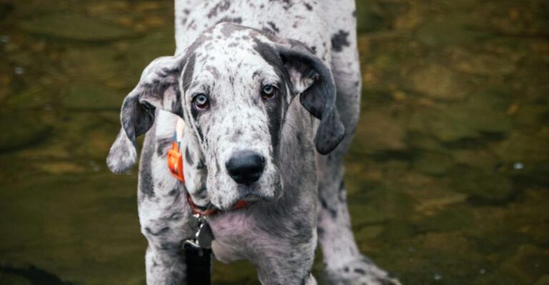 13 tough looking dogs that completely shatter stereotypes once you meet them dog news